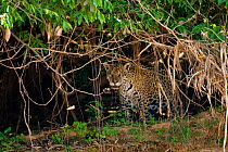 Jaguar (Panthera onca palustris) wild pregnant female, in undergrowth beside the Cuiaba River,  Pantanal, Mato Grosso, Brazil, September 2008 This individual is called BORBOLETTA by researchers (phot...