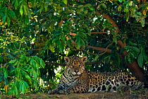 Jaguar (Panthera onca palustris) wild pregnant female, in undergrowth beside the Cuiaba River,  Pantanal, Mato Grosso, Brazil, September 2008. This individual is called BORBOLETTA by researchers (pho...