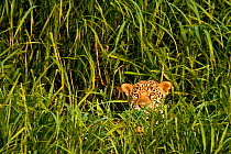 Jaguar (Panthera onca palustris) wild male, on the bank of the Cuiaba River, Pantanal, Mato Grosso, Brazil, September 2008 This individual is called Jack.