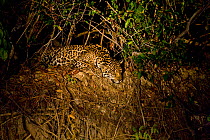Jaguar (Panthera onca palustris) wild male, resting on the bank of the Cuiaba River, Pantanal, Mato Grosso, Brazil, September 2008 This individual is called Wilson.