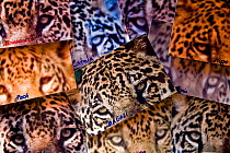 Photo-identification of Jaguars (Panthera onca) for scientific Research, Pantanal, Brazil, September 2008