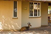 Bushbuck (Tragelaphus scriptus) resting in the shade beside a camp building in the Kruger National Park, South Africa, July 2008