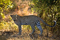 Leopard (Panthera pardus) female in the bush, Sabi Sand Game Reserve, South Africa, June