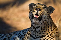 Leopard (Panthera pardus) male looking up, Sabi Sand Game Reserve, South Africa, June