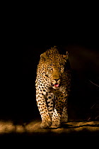 Large adult male Leopard (Panthera pardus) walking through the bush at night, Sabi Sand Private Game Reserve, South Africa, June