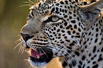 Female Leopard (Panthera pardus) portrait, Sabi Sand Private Game Reserve, South Africa, June