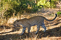 Female Leopard (Panthera pardus) walking through the bush, Sabi Sand Private Game Reserve, South Africa, June