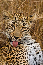 Female Leopard (Panthera pardus) grooming, Sabi Sand Private Game Reserve, South Africa, June