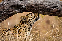 Female Leopard (Panthera pardus) scratching, Sabi Sand Private Game Reserve, South Africa, June