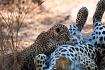 Leopard (Panthera pardus) cub suckling from mother, Sabi Sand Private Game Reserve, South Africa, June