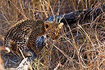 Leopard (Panthera pardus) cub playing, Sabi Sand Private Game Reserve, South Africa, June