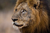 Old male African lion (Panthera leo) portrait, Sabi Sand Game Reserve, South Africa, June