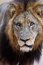 Old male African lion (Panthera leo) portrait, Sabi Sand Game Reserve, South Africa, June