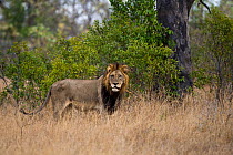Old male African lion (Panthera leo) in bush, Sabi Sand Game Reserve, South Africa, June