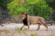 Old male African lion (Panthera leo) walking through bush, Sabi Sand Game Reserve, South Africa, June
