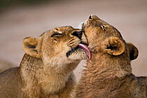 African lion (Panthera leo) lioness licking cub, Sabi Sand Game Reserve, South Africa, June