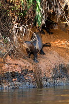 Giant otter (Pteronura brasiliensis) on river bank, Pantanal River, Brazil, July