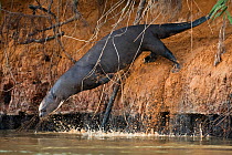 Giant otter (Pteronura brasiliensis) diving into river, Pantanal River, Brazil, July