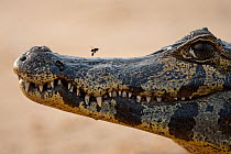 Jacare caiman {Caiman crocodilus yacare} portrait with wasp / bee, Pantanal, Brazil, South America, July