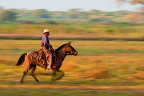 Pantaneiros horseman in the Pantanal, Fazenda Santa Thereza, Brazil, July 2008