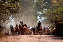 Pantaneiros horsemen leading cattle and horse livestock along the Transpantaneira, Pantanal, Brazil, July 2008
