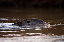 Capybara (Hydrochoerus hydrochaeris) swimming across Cabiai river, Pantanal, Brazil, July