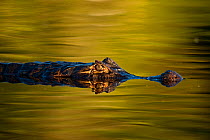 Jacare caiman {Caiman crocodilus yacare} head above water, Pantanal, Brazil, South America, July
