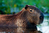 Capybara (Hydrochoerus hydrochaeris) in water, Cabiai, Pantanal, Brazil, July