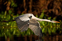 Cocoi / White-necked heron (Ardea cocoi) flying over river, Pantanal, Brazil, July