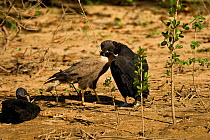 Unusual grooming behaviour between a Common / Crested caracara (Caracara plancus) and a Black vulture (Coragyps atratus) Pantanal, Brazil, July