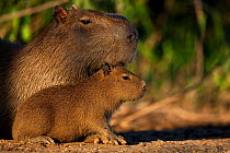 Capybara (Hydrochoerus hydrochaeris) adult with young, Pantanal, Brazil, July
