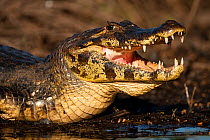 Jacare caiman {Caiman crocodilus yacare} with mouth open, Pantanal, Brazil, South America, July
