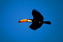 Toco toucan (Ramphastos toco) in flight, Pantanal, Brazil, July