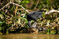 Black vulture (Coragyps atratus) feeding on dead Caiman (Crocodilus caiman) in river, Pantanal, Brazil, South America, July