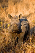 White rhinoceros (Ceratotherium simum) calf in bush, Sabi Sand Private Game Reserve, South Africa, June