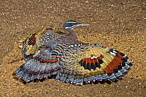 Sunbittern (Eurypyga helias) sunning itself with wings spread. Captive, found in Central  America and northern South America.