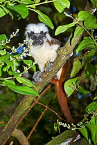Cotton-top Tamarin (Saguinus oedipus) portrait of juvenile, sitting in tree. Captive, found in NW Colombia. Critically Endangered.