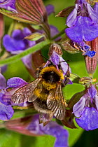 Common Carder Bumblebee (Bombus pascuorum)feeding on Sage flowers, UK, June