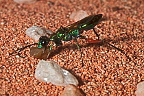 Jewel / Emerald cockroach wasp (Ampulex compressa) collecting pebbles for nest. Captive, found in India, SE Asia