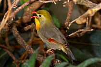 Pekin Robin / Red-billed Leiothrix (Leiothrix lutea) perched on branch, singing. Captive, found in Central Himalayas to Burma, Vietnam.
