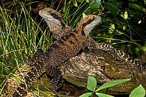 Eastern Water Dragons (Physignathus leseuri) Burleigh Heads, South Queensland, Australia, March