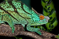 Male Parson's Chameleon (Chamealeo parsonii) sitting in profile on a branch, captive, occurs Madagascar,