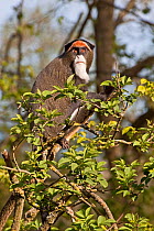De Brazza's Monkey (Cercopithecus neglectus) portrait sitting in tree top. Captive, found in Central and East Africa.