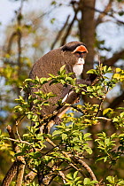 De Brazza's Monkey (Cercopithecus neglectus) portrait sitting in tree top. Captive, found in Central and East Africa.
