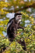 Eastern Black-and-white Colobus (Colobus guereza) sitting in tree top. Captive, found in Central and East Africa.