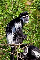 Eastern Black-and-white Colobus (Colobus guereza) portrait, sitting in tree top. Captive, found in Central and East Africa.