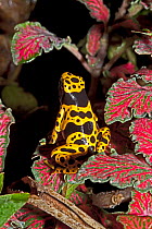 Yellow-banded Poison Dart Frog (Dendrobates leucomelas) sitting on colourful variegated leaves. Captive, found in Brazil, Guyana, Venezuela