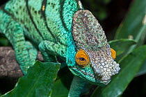 Male Parson's Chameleon (Chamaeleo parsonii) head portrait. Captive, found in Madagascar.