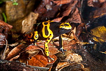 Yellow-banded Poison Dart Frog (Dendrobates leucomelas) moving over leaf litter. Captive, found in Brazil, Guyana, Venezuela
