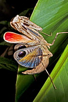 Peacock praying mantis (Pseudempusa pinnapavonis) female in defensive display with colourful wings. Captive, found in Thailand.